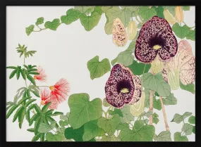 Albizia & Aristolochia Flower No.2 - Stretched Canvas, Poster or Fine Art Print Albizia & Aristolochia Flower No.2 - Stretched Canvas, Poster or Fine Art Print